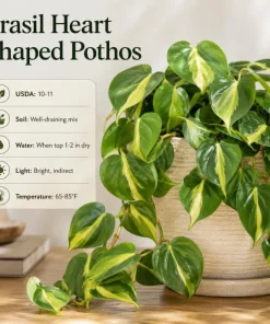 Brasil Pothos Live Plant - 4 Inch Pot, Variegated Heart-Shaped Foliage, Indoor Trailing - Image 7