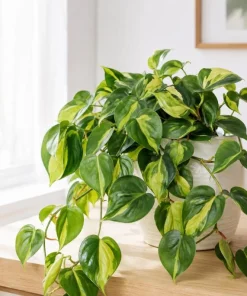 Brasil Pothos Live Plant - 4 Inch Pot, Variegated Heart-Shaped Foliage, Indoor Trailing - Image 8
