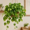 Brasil Pothos Live Plant - 4 Inch Pot, Variegated Heart-Shaped Foliage, Indoor Trailing - Image 1