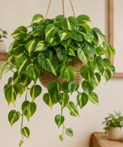 Brasil Pothos Live Plant - 4 Inch Pot, Variegated Heart-Shaped Foliage, Indoor Trailing - Image 1