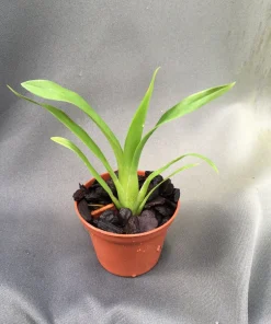 Brassia Orange Delight 'Hilo Sunrise' Orchid Live Plant – 2.5" Pot – Yellow-Orange Flowers - Image 2