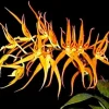 Brassia Orange Delight 'Hilo Sunrise' Orchid Live Plant – 2.5" Pot – Yellow-Orange Flowers - Image 1