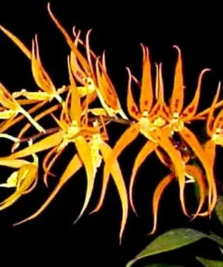 Brassia Orange Delight 'Hilo Sunrise' Orchid Live Plant – 2.5