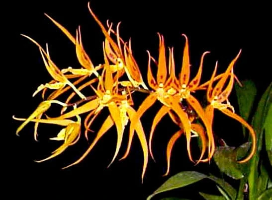 Brassia Orange Delight 'Hilo Sunrise' Orchid Live Plant – 2.5" Pot – Yellow-Orange Flowers - Image 1