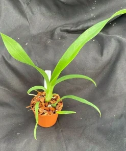 Brassidium Golden Gamine 'White Knight' Orchid Live Plant 2.5