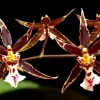Brassidium Golden Gamine 'White Knight' Orchid Live Plant 2.5" Pot - Image 1