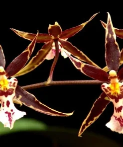 Brassidium Golden Gamine 'White Knight' Orchid Live Plant 2.5