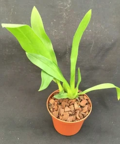 Bratonia Charles M. Fitch 'Izumi' Orchid Live Plant – Awarded Lavender Star Flowers – 2.5 inch Pot - Image 2