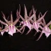 Bratonia Charles M. Fitch 'Izumi' Orchid Live Plant – Awarded Lavender Star Flowers – 2.5 inch Pot - Image 1