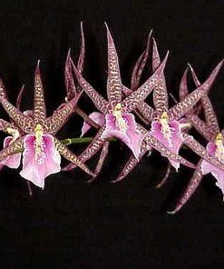 Bratonia Charles M. Fitch 'Izumi' Orchid Live Plant – Awarded Lavender Star Flowers – 2.5 inch Pot - Image 1