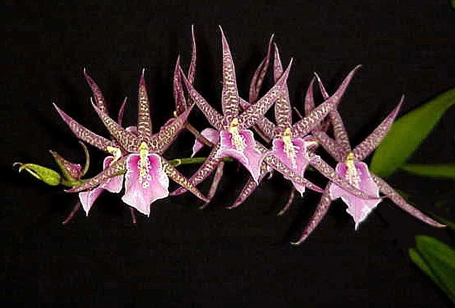 Bratonia Charles M. Fitch 'Izumi' Orchid Live Plant – Awarded Lavender Star Flowers – 2.5 inch Pot - Image 1
