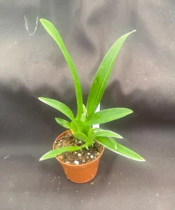 Bratonia Shelob 'Okika' Variegated Orchid Live Plant - 2.5