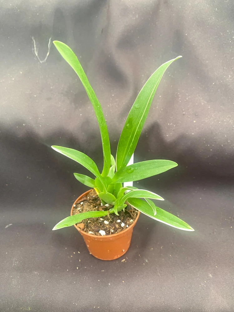 Bratonia Shelob 'Okika' Variegated Orchid Live Plant - 2.5" Pot - Image 2