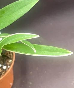 Bratonia Shelob 'Okika' Variegated Orchid Live Plant - 2.5