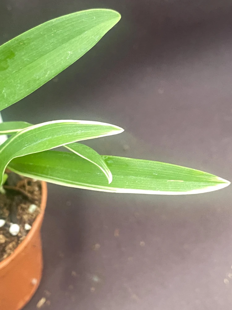 Bratonia Shelob 'Okika' Variegated Orchid Live Plant - 2.5" Pot - Image 3