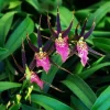Bratonia Shelob 'Okika' Variegated Orchid Live Plant - 2.5" Pot - Image 1