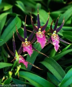 Bratonia Shelob 'Okika' Variegated Orchid Live Plant - 2.5