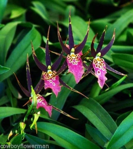 Bratonia Shelob 'Okika' Variegated Orchid Live Plant - 2.5" Pot - Image 1
