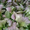 Brazen Brass Ornamental Mustard Seeds - 50 Seed Pack - Reddish-Purple Foliage - Image 1