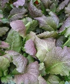 Brazen Brass Ornamental Mustard Seeds - 50 Seed Pack - Reddish-Purple Foliage - Image 1