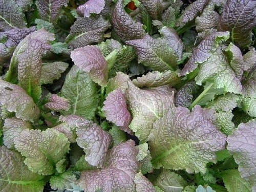 Brazen Brass Ornamental Mustard Seeds - 50 Seed Pack - Reddish-Purple Foliage - Image 1