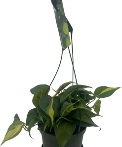 Brazil Philodendron Live Plant - 6