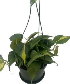Brazil Philodendron Live Plant - 6