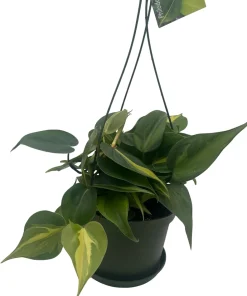 Brazil Philodendron Live Plant - 6