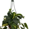 Brazil Philodendron Live Plant - 6" Hanging Pot - Easy Care Houseplant - Image 1