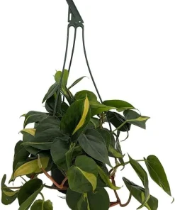 Brazil Philodendron Live Plant - 6