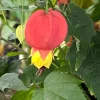 Brazilian Bellflower Live Plant - Trailing Abutilon, Rooted Plant in 3" Pot - Image 1