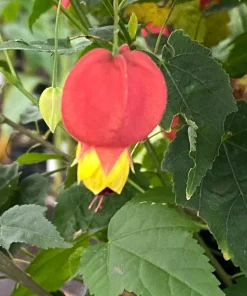 Brazilian Bellflower Live Plant - Trailing Abutilon, Rooted Plant in 3