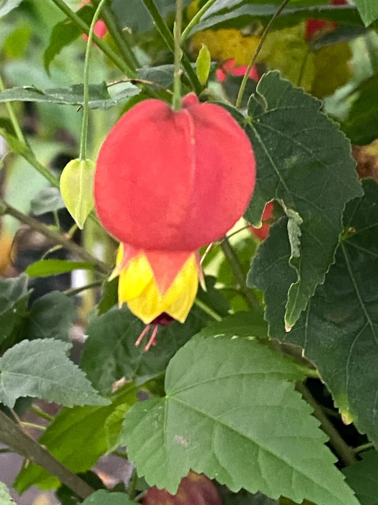 Brazilian Bellflower Live Plant - Trailing Abutilon, Rooted Plant in 3" Pot - Image 1