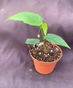 Brazilian Bellflower Live Plant - Trailing Abutilon, Rooted Plant in 3" Pot - Image 2