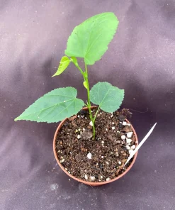 Brazilian Bellflower Live Plant - Trailing Abutilon, Rooted Plant in 3