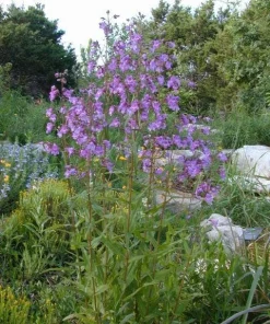 Brazos Penstemon Live Plant - Penstemon tenuis Perennial Flower, 1 Gallon Pot - Image 2