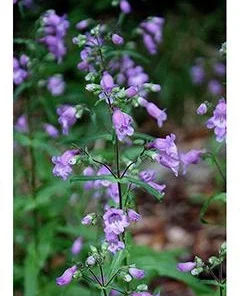 Brazos Penstemon Live Plant - Penstemon tenuis Perennial Flower, 1 Gallon Pot - Image 3