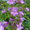 Brazos Penstemon Live Plant - Penstemon tenuis Perennial Flower, 1 Gallon Pot - Image 1