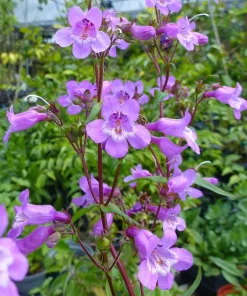 Brazos Penstemon Live Plant - Penstemon tenuis Perennial Flower, 1 Gallon Pot - Image 1