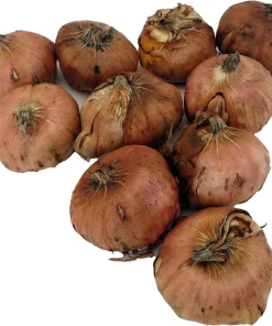 Break O'Dawn Gladiolus Bulbs - 10 Pack, 12/14cm, Two-Tone White Flowers - Image 2