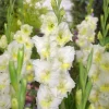 Break O'Dawn Gladiolus Bulbs - 10 Pack, 12/14cm, Two-Tone White Flowers - Image 1