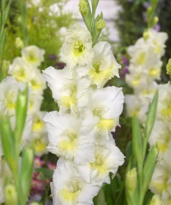 Break O'Dawn Gladiolus Bulbs - 10 Pack, 12/14cm, Two-Tone White Flowers - Image 1