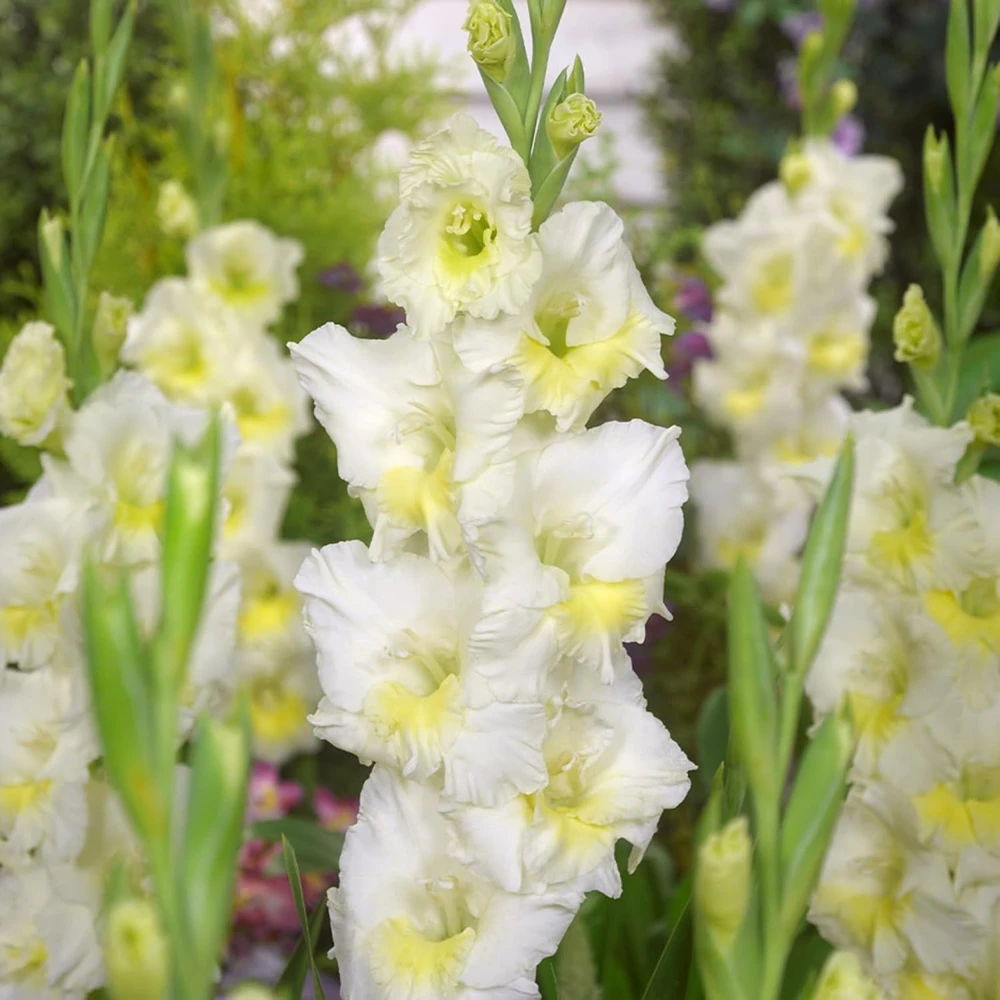Break O'Dawn Gladiolus Bulbs - 10 Pack, 12/14cm, Two-Tone White Flowers - Image 1