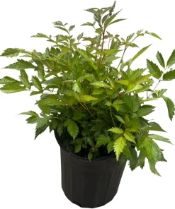 Bridal Veil Astilbe Live Plant - White Shade Perennial - Gallon Pot - Image 2