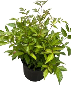 Bridal Veil Astilbe Live Plant - White Shade Perennial - Gallon Pot - Image 3