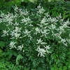 Bridal Veil Astilbe Live Plant - White Shade Perennial - Gallon Pot - Image 1