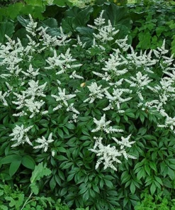 Bridal Veil Astilbe Live Plant - White Shade Perennial - Gallon Pot - Image 1
