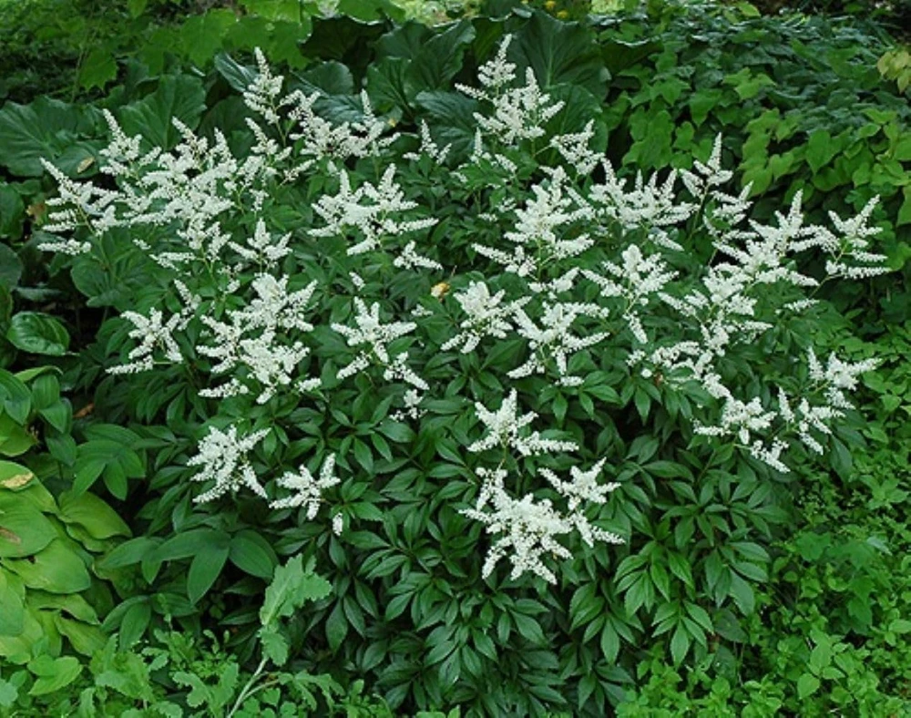 Bridal Veil Astilbe Live Plant - White Shade Perennial - Gallon Pot - Image 1