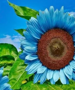 Bright Blue Sunflower Seeds - 50+ Pack, Fast Grow, Annual, Indoor/Outdoor - Image 2