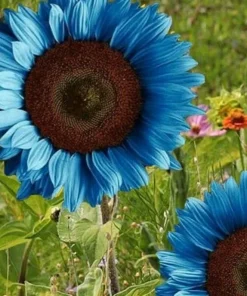 Bright Blue Sunflower Seeds - 50+ Pack, Fast Grow, Annual, Indoor/Outdoor - Image 3